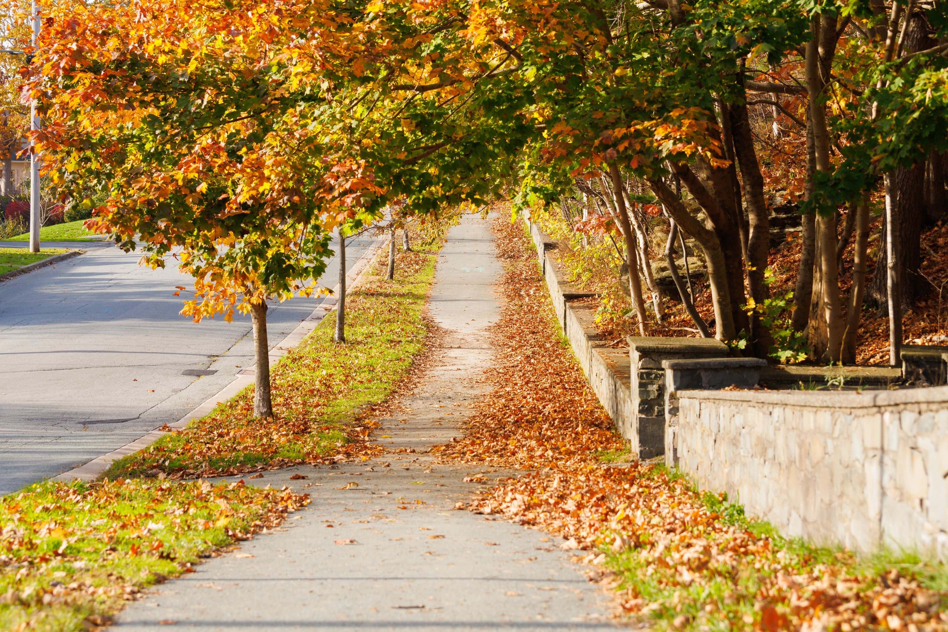 Gehweg einer Wohnanlage im Herbst, Laub am Rand