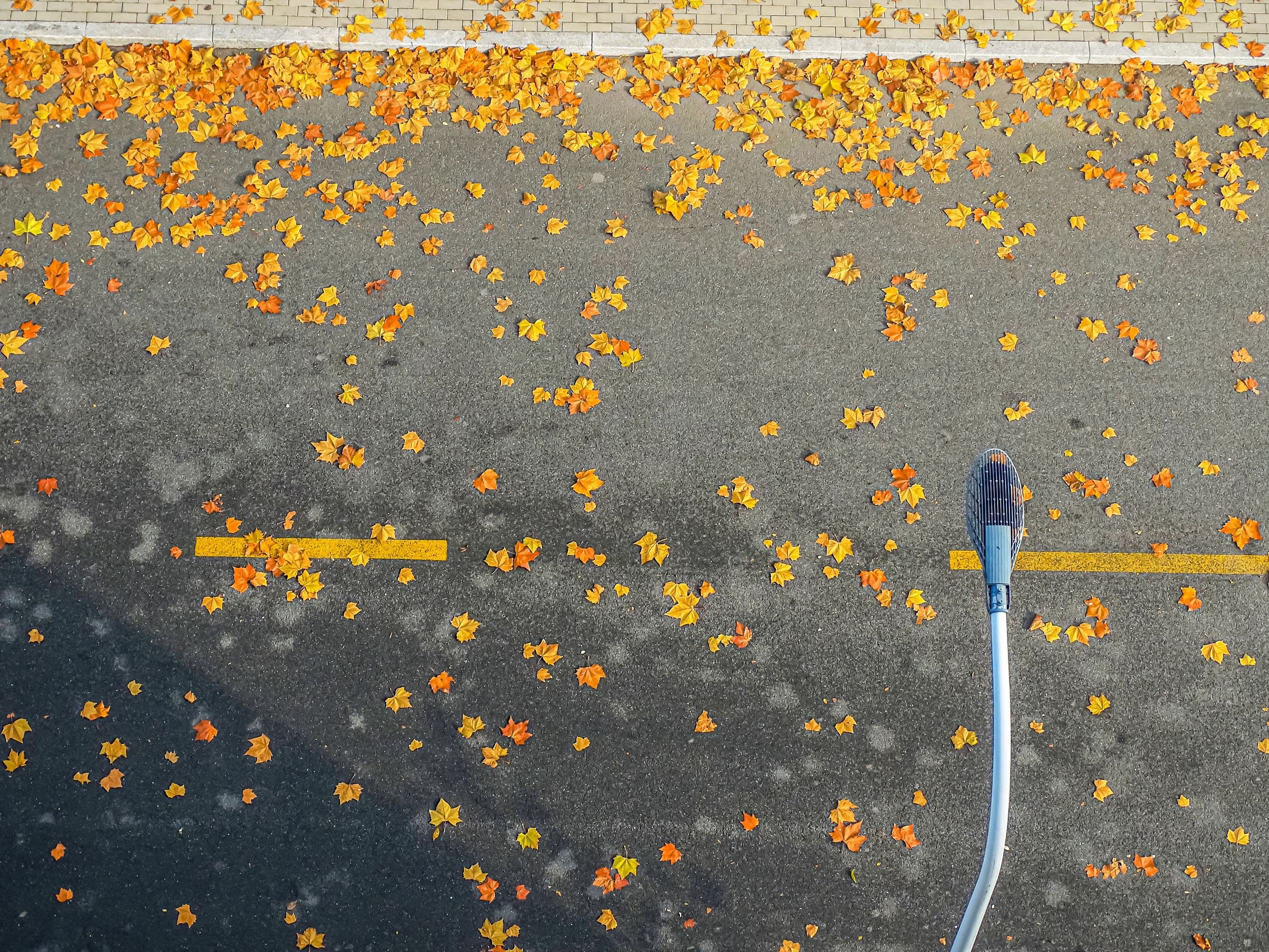 Nasses Laub auf Asphalt